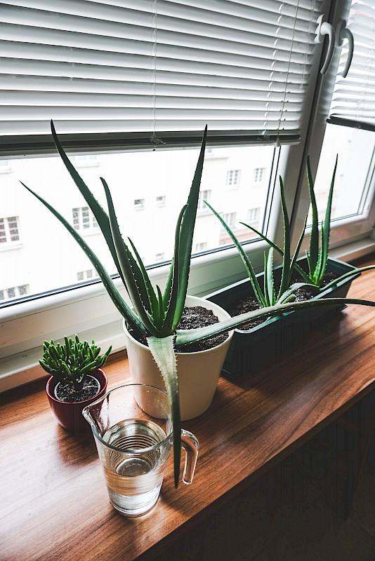 Aloe Vera v službi lepote